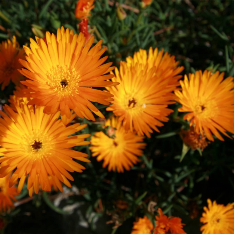 Trailing Ice Plant Lampranthus aurantiaca